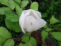 백작약꽃입니다.