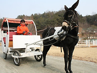 당나귀용 마차 판..