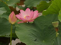 홍련