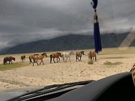 오천년전 알타이 암각화 ..