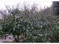 유자나무, 감귤나무 냉해