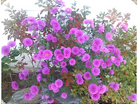 오늘도건강하세요