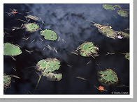 Lilypads and Cloud..