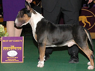 2010 Westminster -..