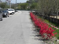 이렇게 예쁜 꽃이 피었답니..