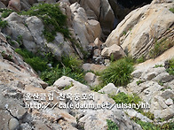 울산 대왕암 야생..