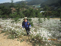 영평사 구절초