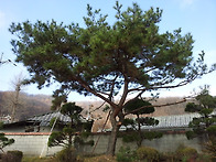 2014-11-29 소나무 정전 ..