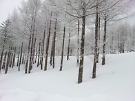 함백산~~눈 구경 해보세요