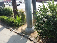 분수대 앞의 꽃