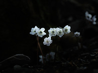 번산바람꽃