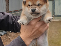 애화 자견 입니다