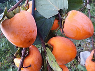 대봉감 수확할 때가 돌아온..