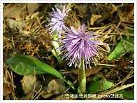 우리 야생화 농장에선