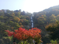 가을 그리구 국화