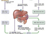 이눌린과 글루카곤