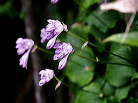 비비추(Hosta l..