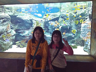 롯데월드 어드벤쳐 및 롯데..