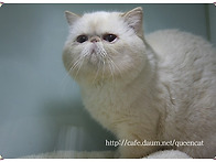 엑죠틱 숏헤어(종묘)