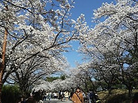 [천안] 가볼만한 곳/ 벚꽃..