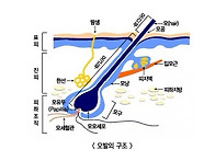 모발의 구조