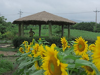 해바라기 농장, 천지연 폭..