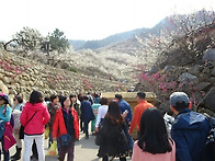 광양 매화축제