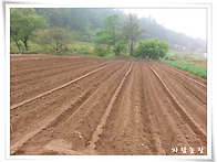 20150502 삼채밭 갈면서 ..