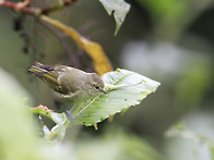 Yellow-browed Tit ..