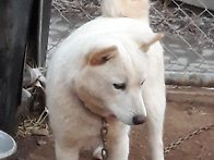 백곰이