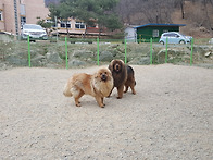 우리집 사자개 들 개인기 ..