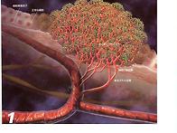 광선은 소암작용
