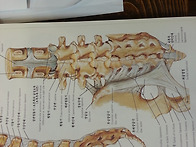 iliolumbar ligamen..