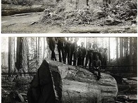 100년전 벌목 당한 나무들..