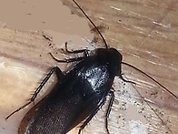 먹바퀴 유행