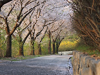 이봄이 가기전에.....