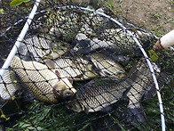 밀려드는 수초사이에서 올..