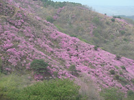 2009-4-19 (강화_고려산 ..