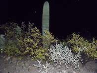 Arizona Phoenix