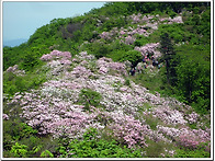 5월17일(일)/경기 가평 서리산 축령산(87..