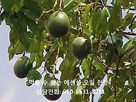 아보카도 오일