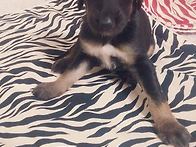 [아프간하운드 분양] CH..