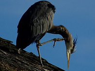 ■ Great blue heron