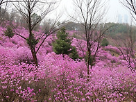 원미산진달래축제