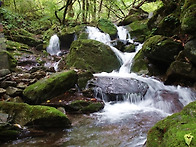 가리왕산 이끼계곡