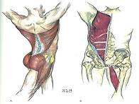 2014년 12월 7일 근육학 ..