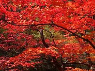 설악산 단풍전경