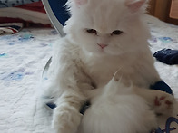 르안이의 꽃단장