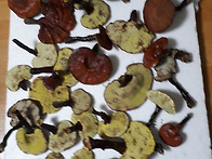 자연산영지버섯판매