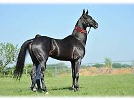 중앙아시아 전설의 명마 ..